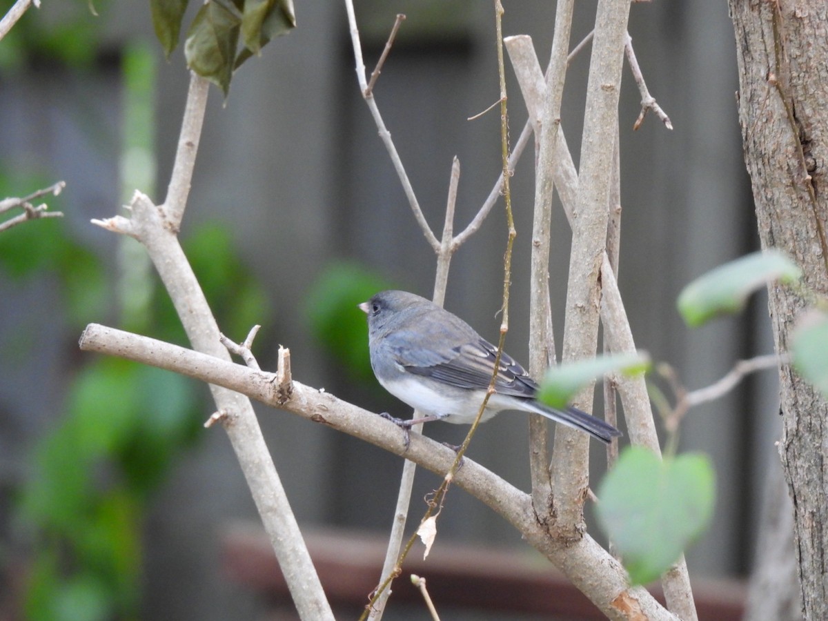 Dark-eyed Junco - ML645459259