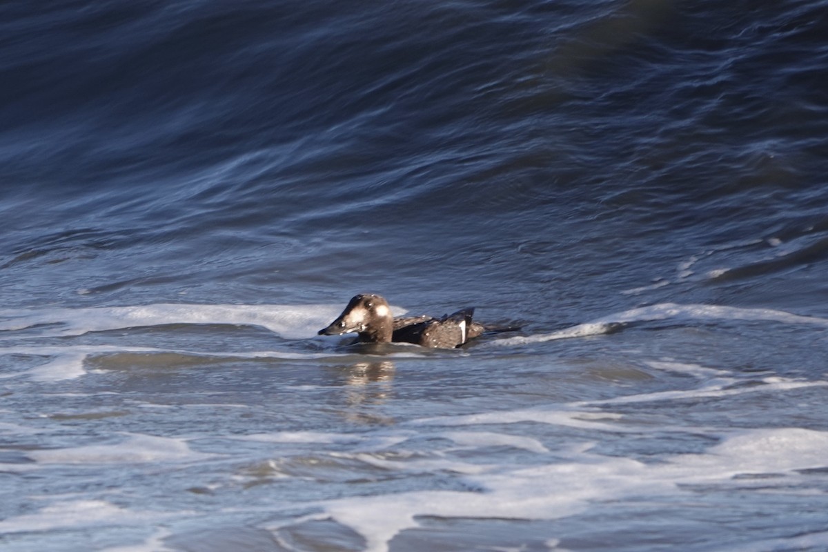 White-winged Scoter - ML645459261
