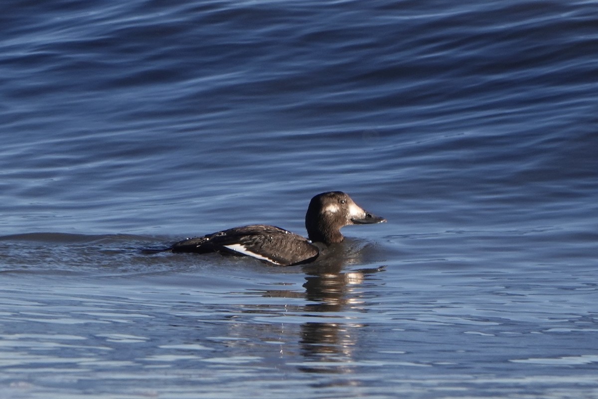 White-winged Scoter - ML645459262