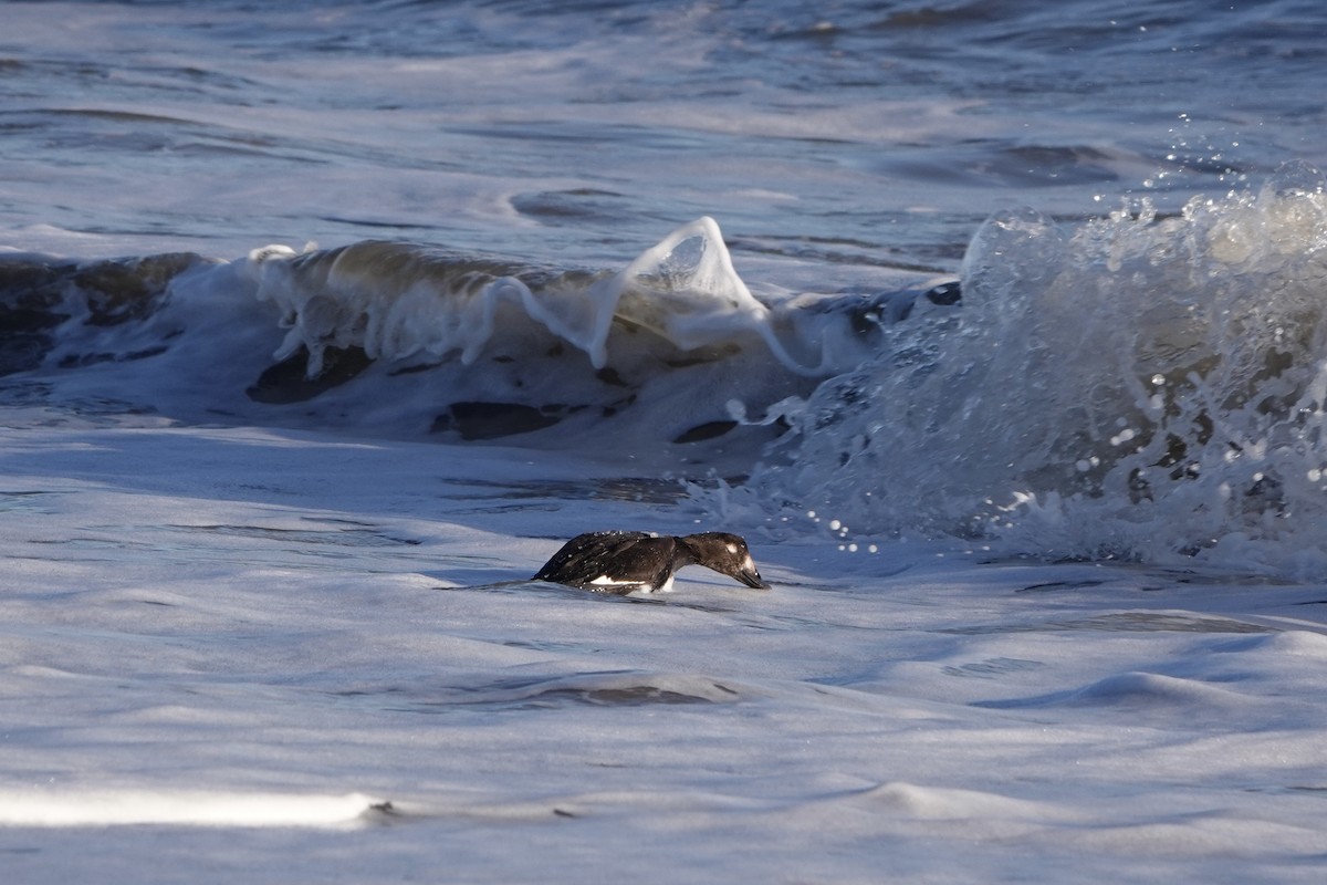 White-winged Scoter - ML645459263
