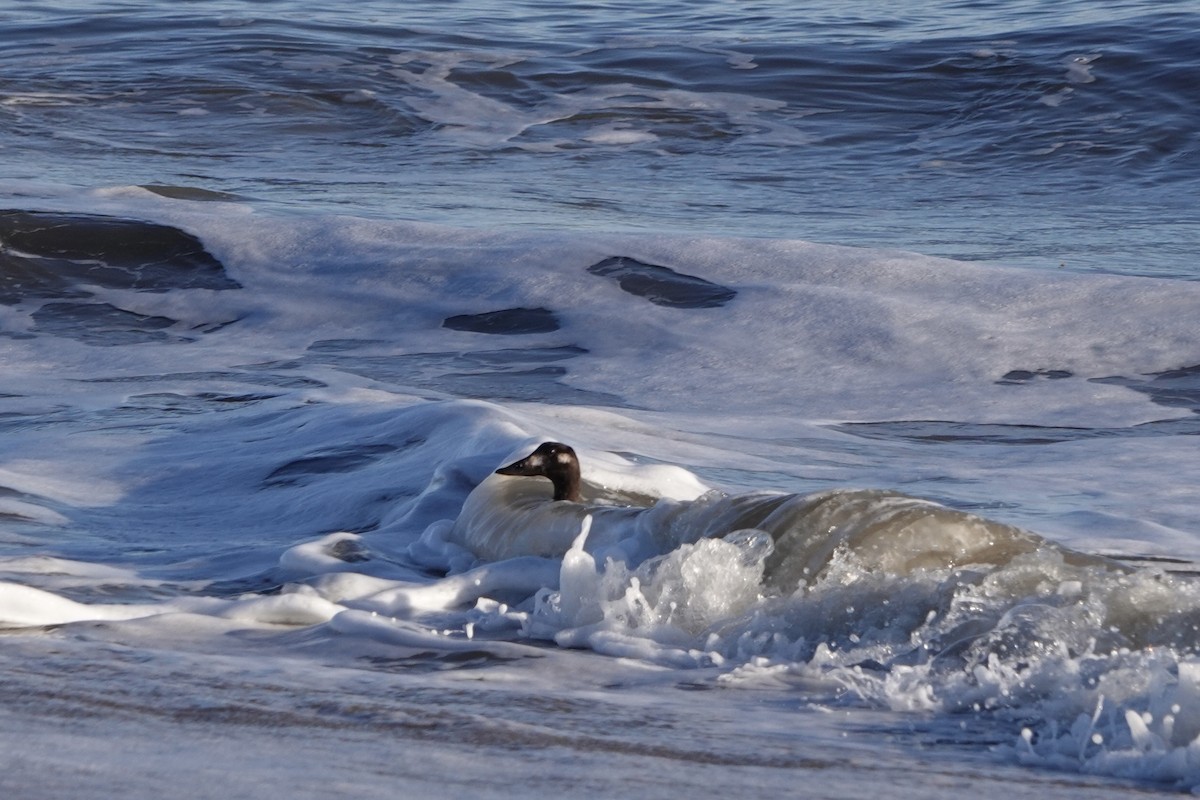 White-winged Scoter - ML645459264
