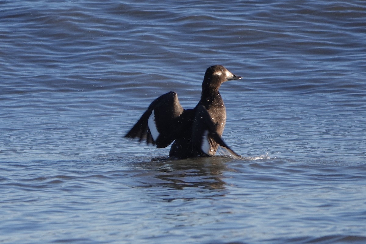 White-winged Scoter - ML645459265