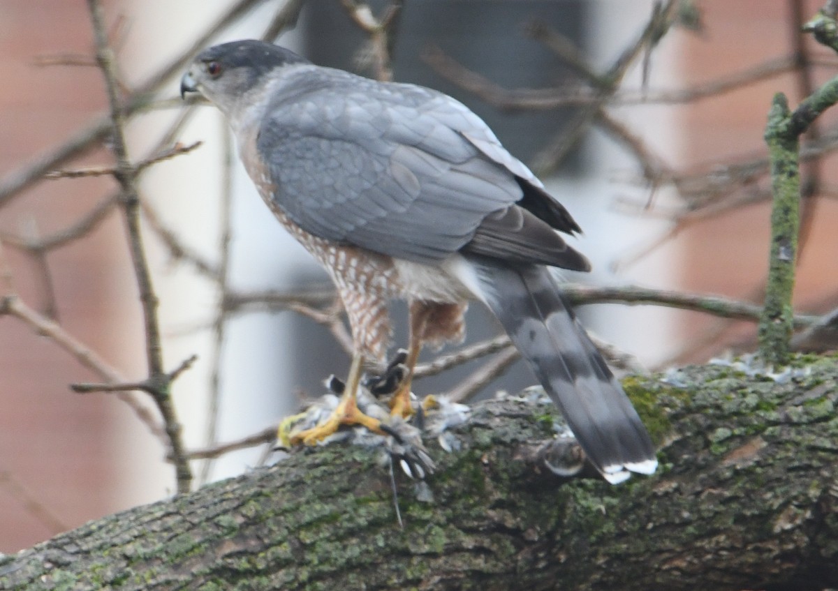 Cooper's Hawk - ML645459269