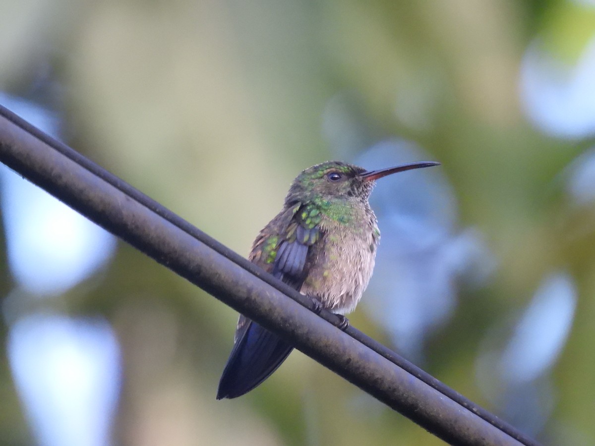 kolibrík ocelovořitý - ML645459270