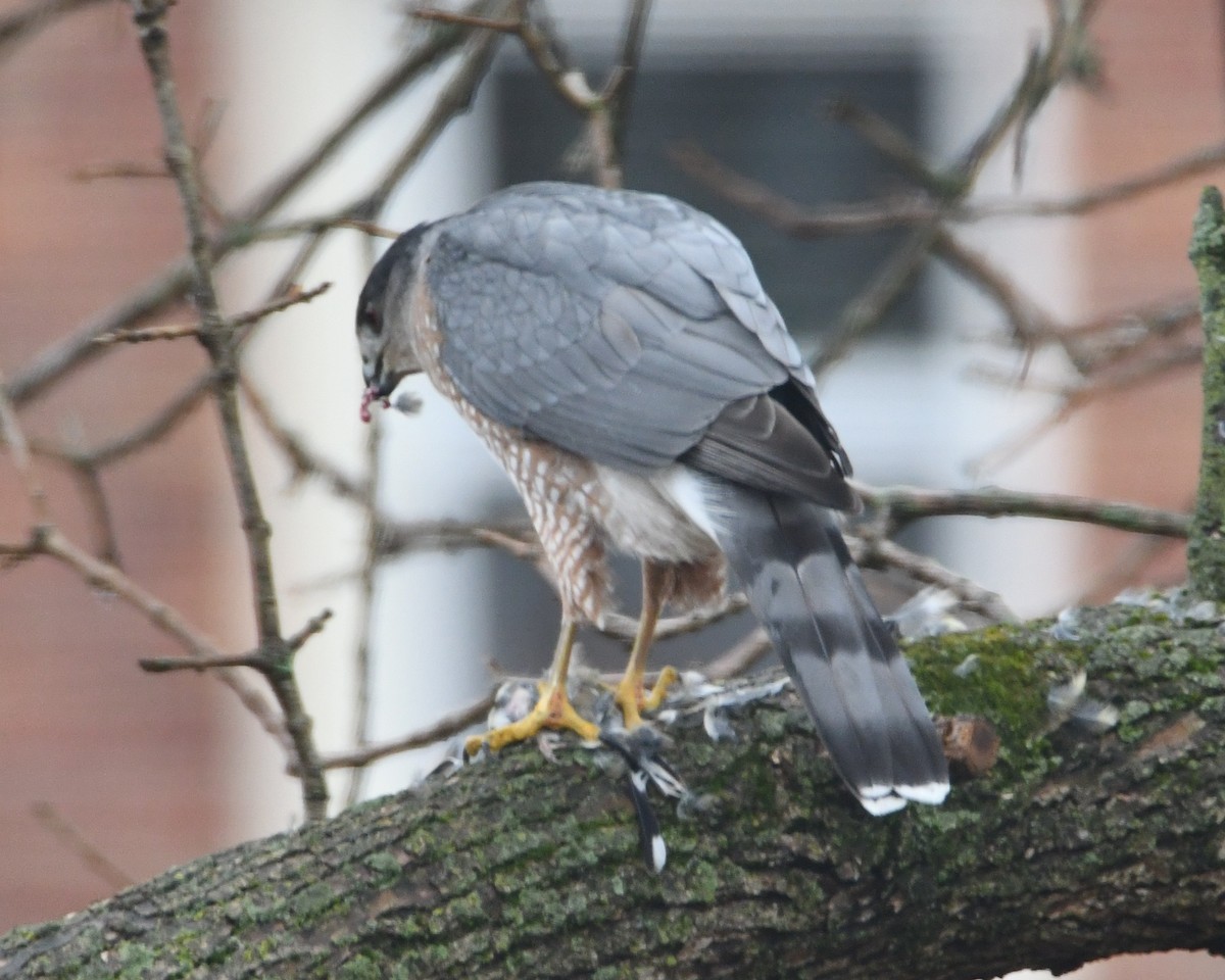 Cooper's Hawk - ML645459271