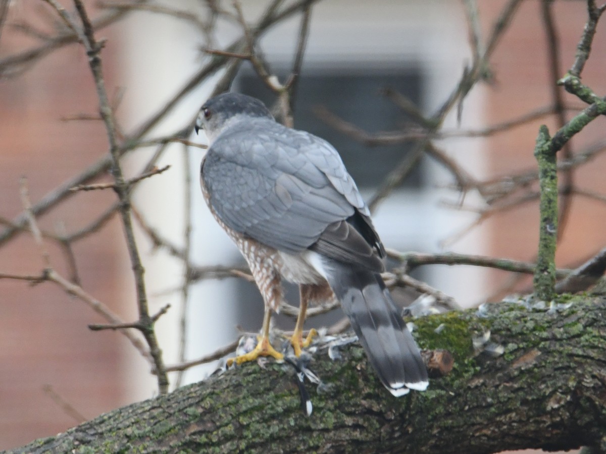 Cooper's Hawk - ML645459272