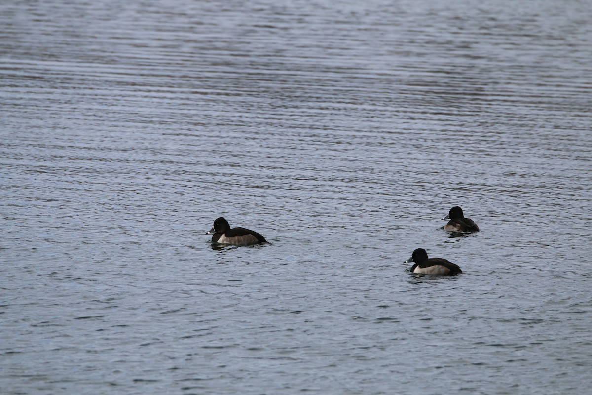 Ring-necked Duck - ML645459293