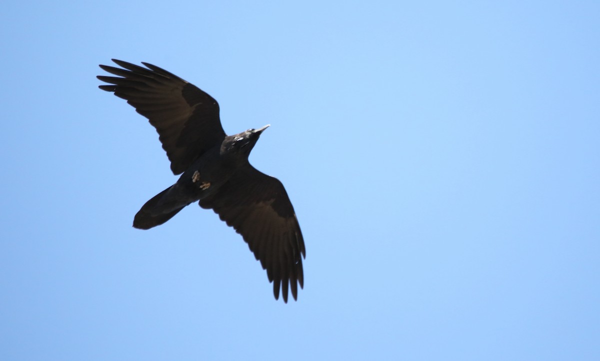 Chihuahuan Raven - ML645459295