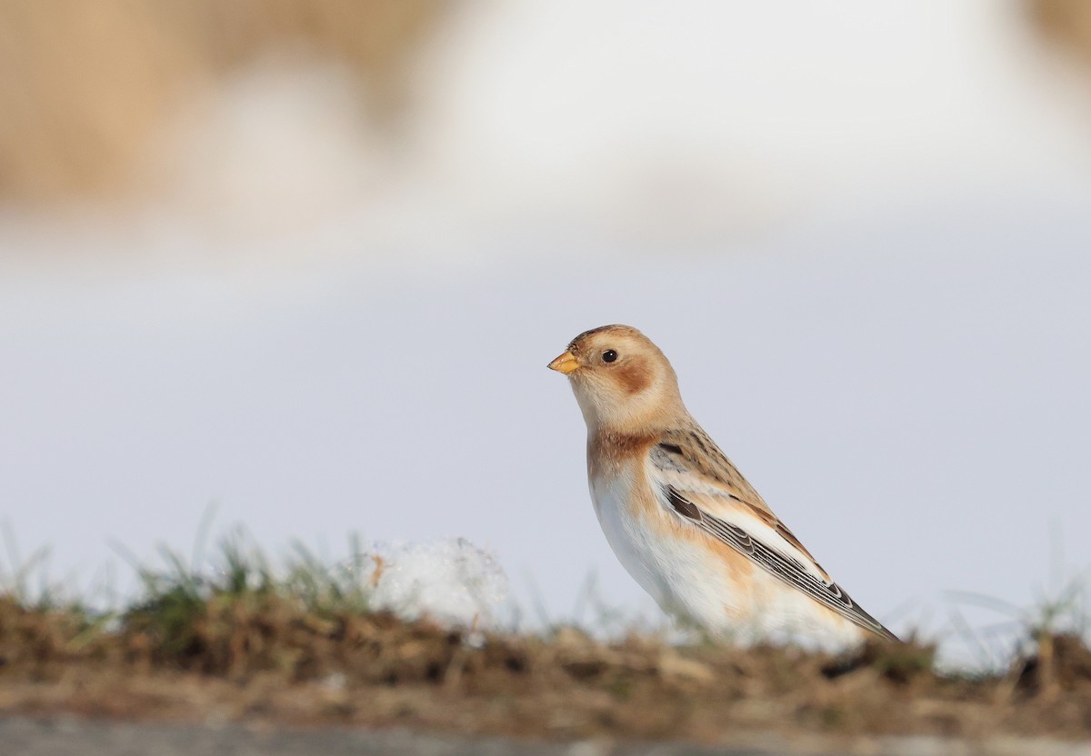 Snow Bunting - ML645459298