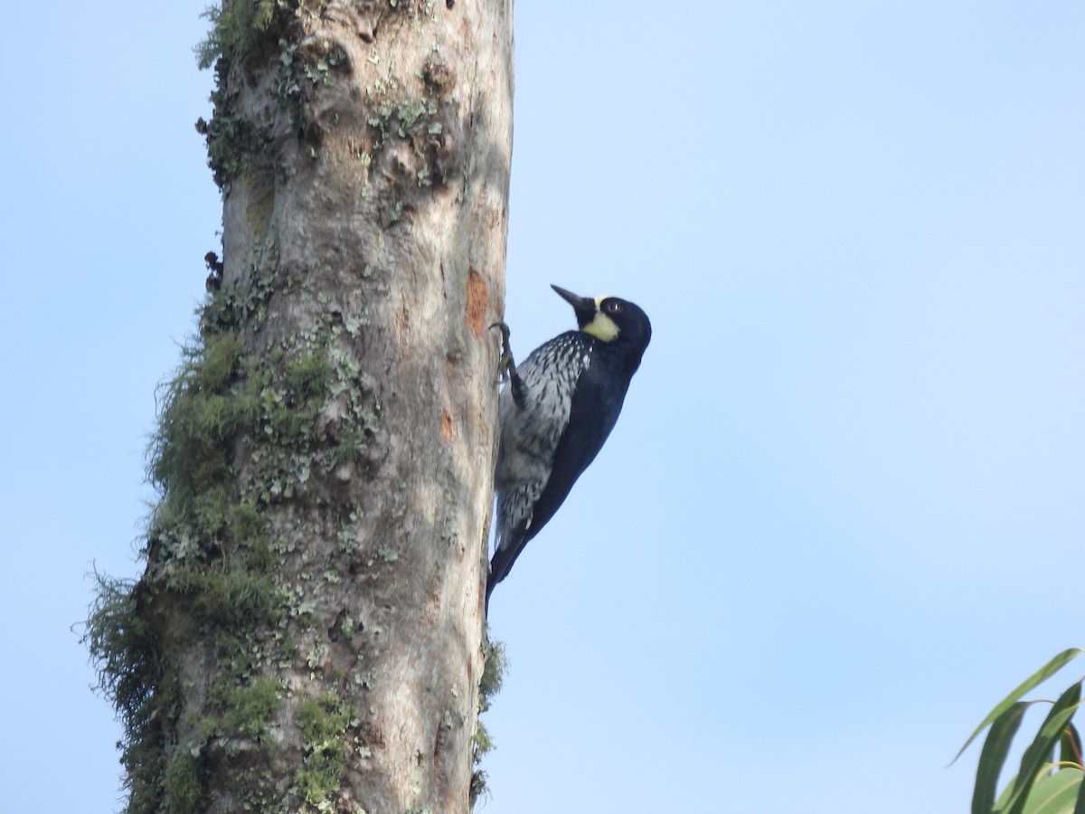 datel sběrač - ML645459304