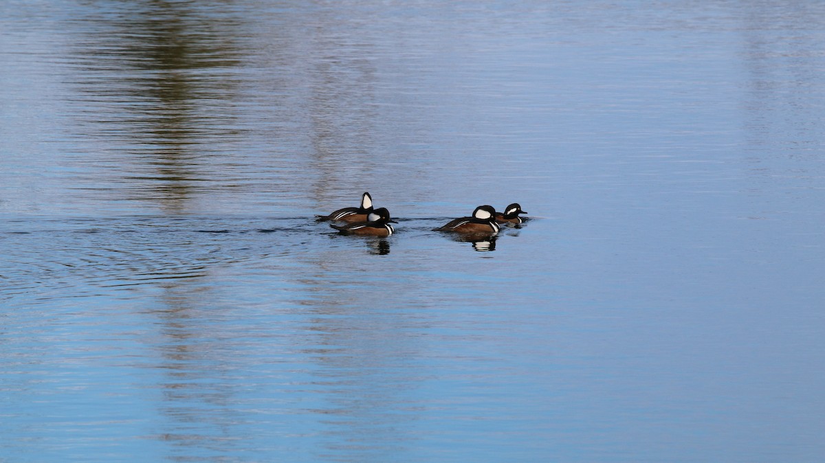 Hooded Merganser - ML645459316