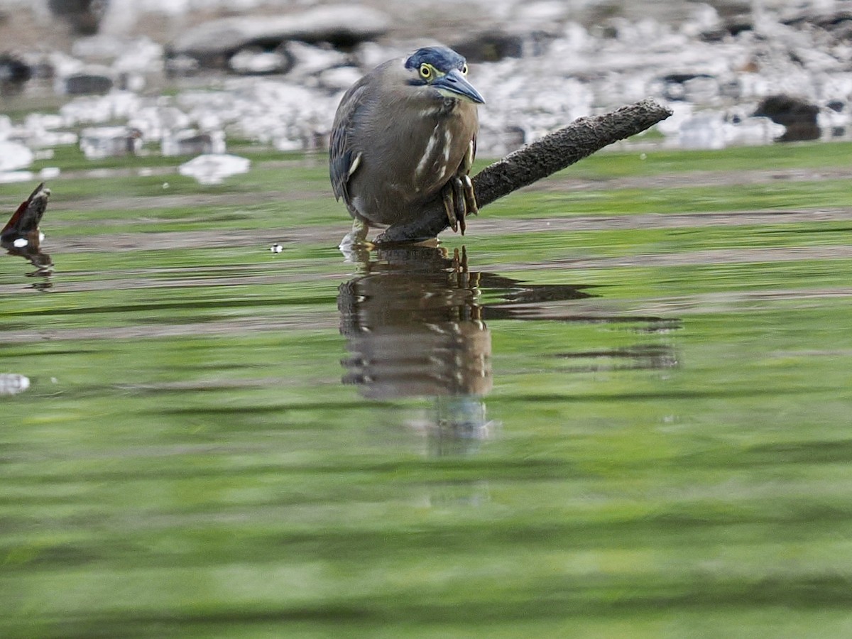 Nankeen Night Heron - ML645459319