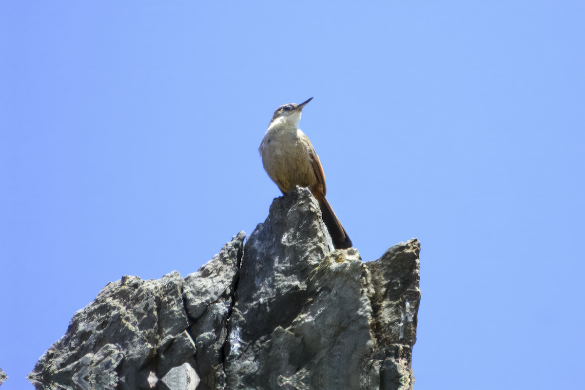 Crag Chilia - ML645459325