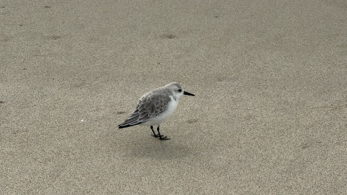 Песчанка - ML645459326