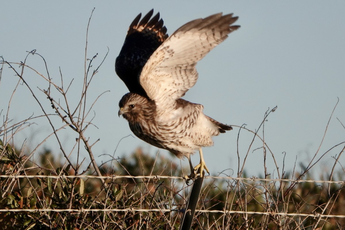Red-shouldered Hawk - ML645459327