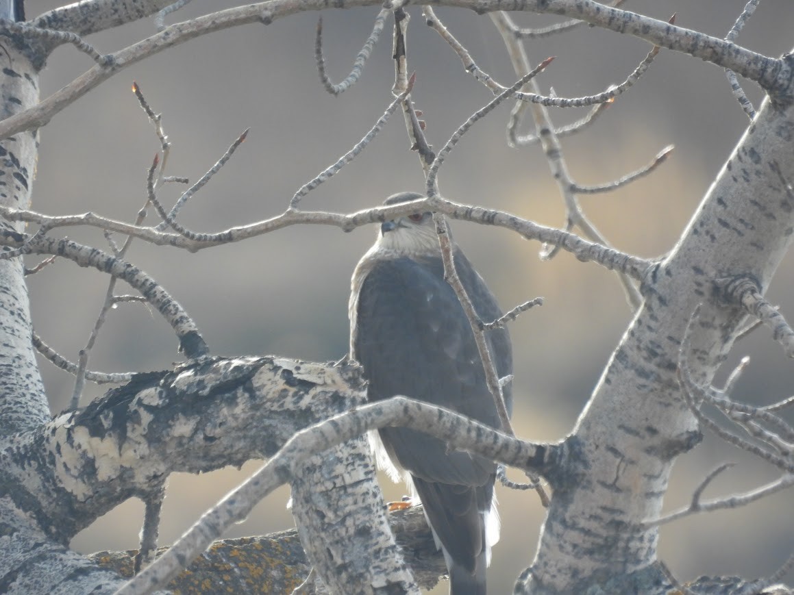 Sharp-shinned Hawk - ML645459329