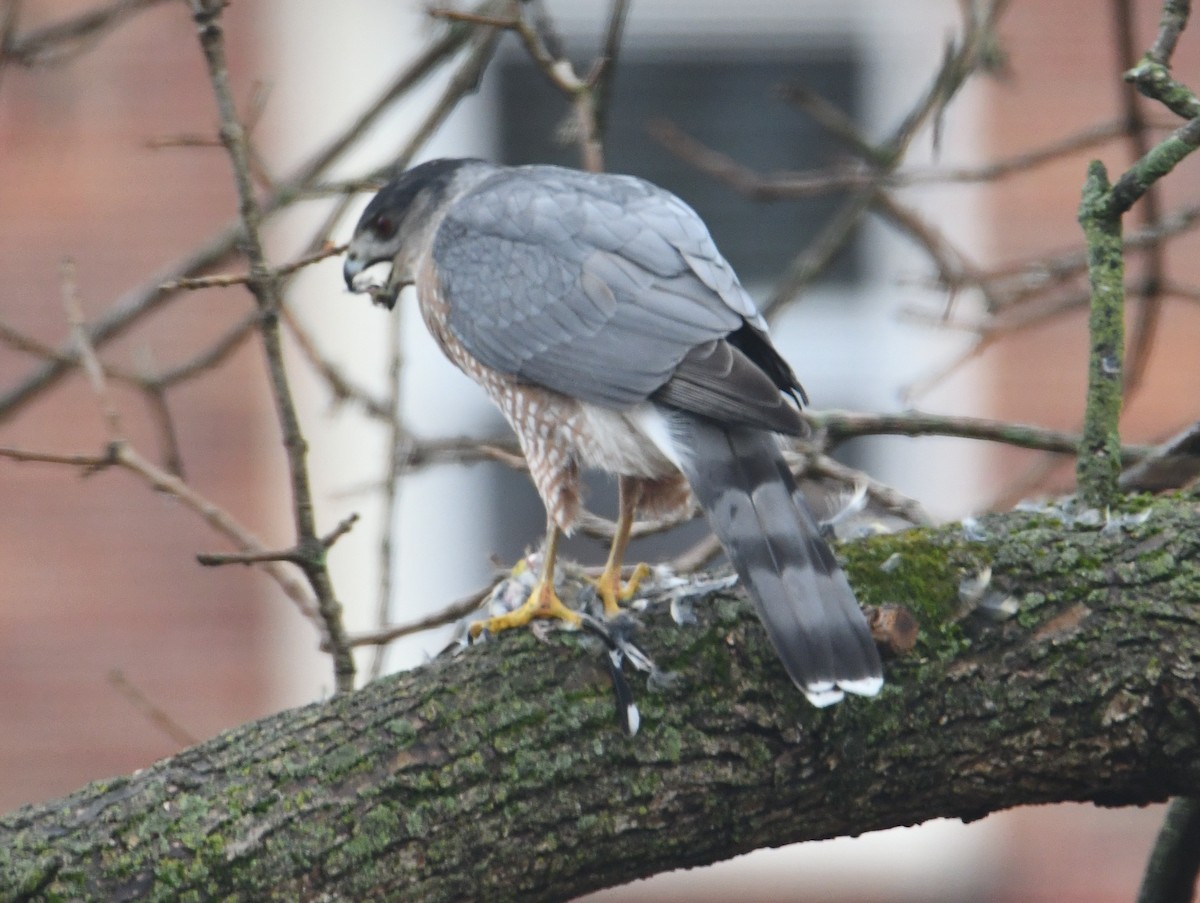 Cooper's Hawk - ML645459331