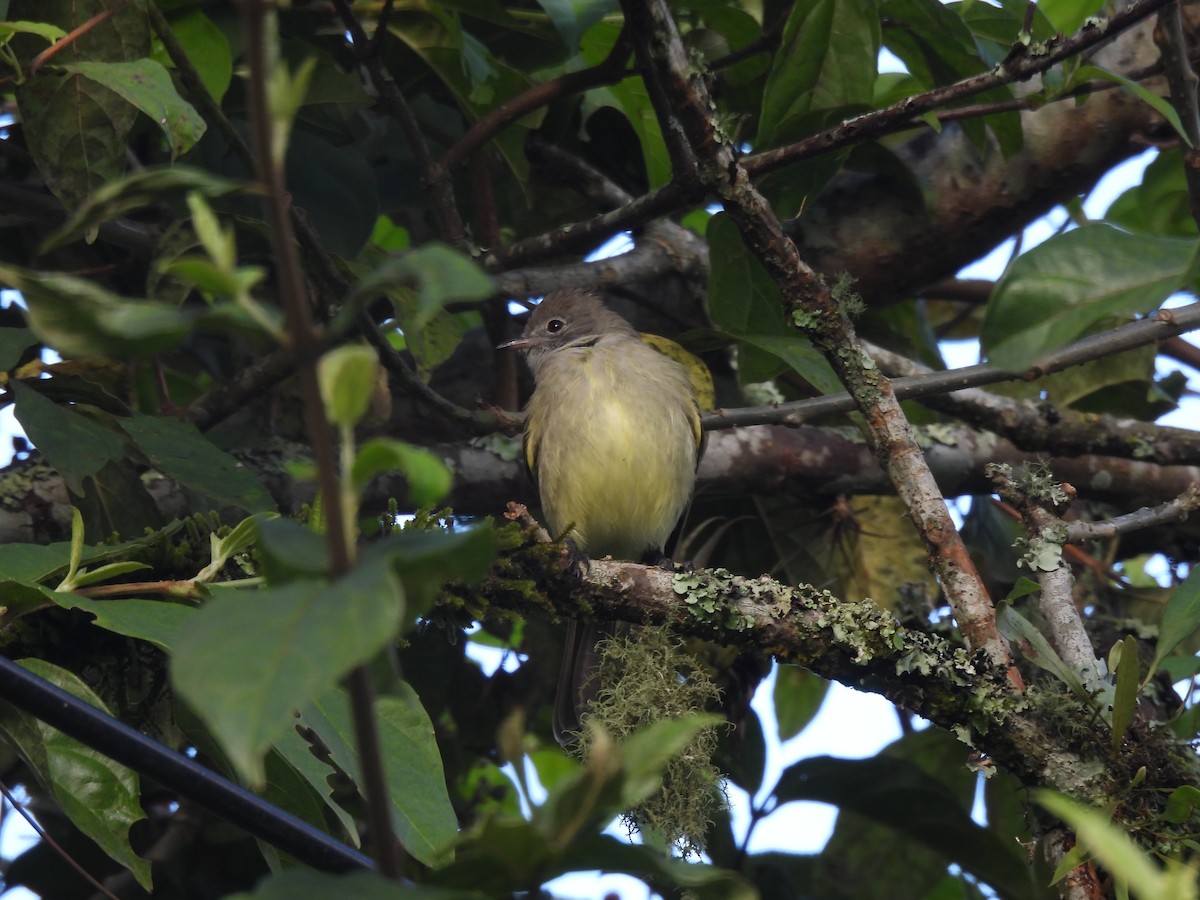Yellow-bellied Elaenia - ML645459332