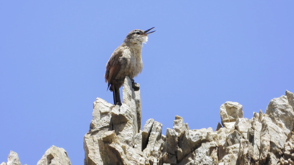 Crag Chilia - ML645459344