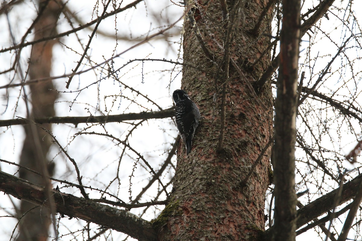 American Three-toed Woodpecker - ML645459347