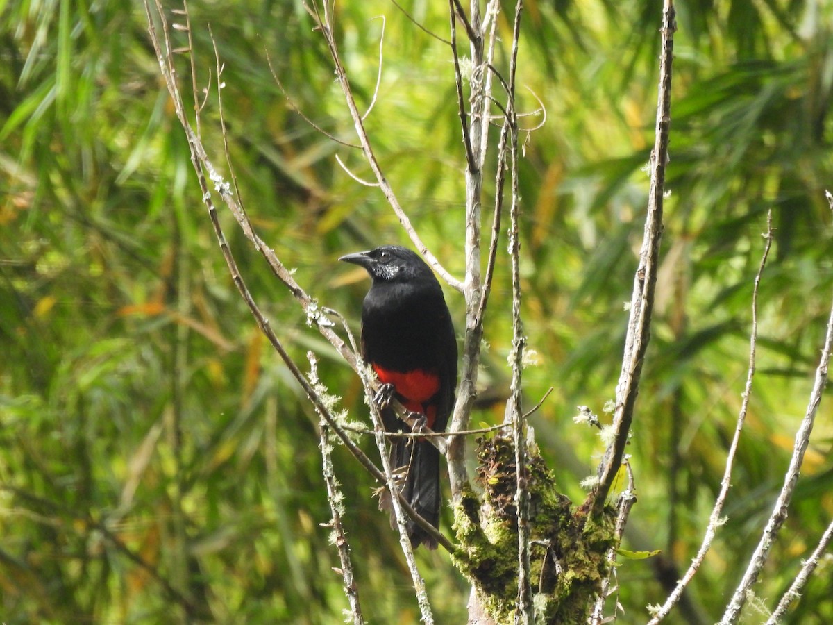 rødbuktrupial - ML645459350