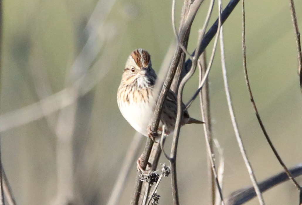 Lincoln's Sparrow - ML645459353