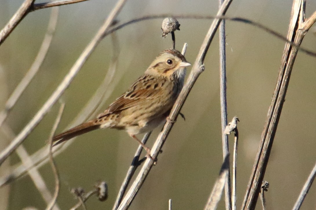 Lincoln's Sparrow - ML645459354