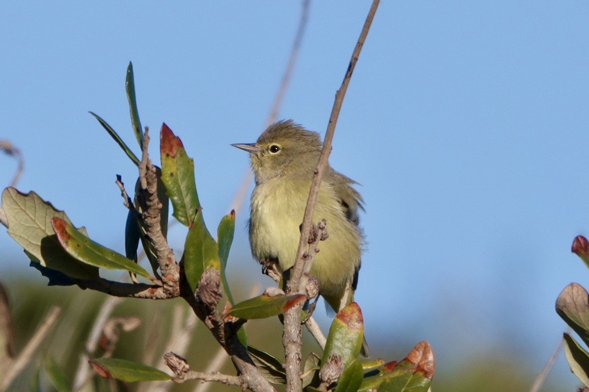 Orange-crowned Warbler - ML645459355