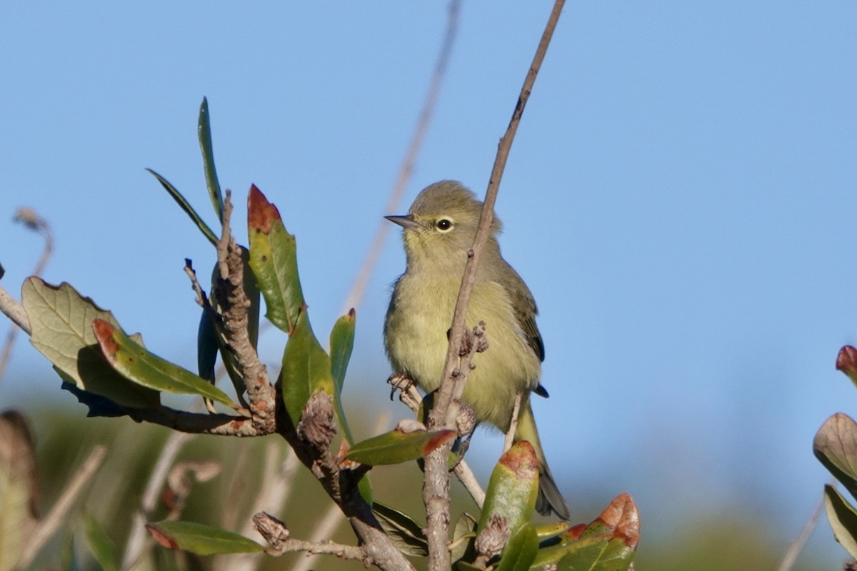 Orange-crowned Warbler - ML645459356