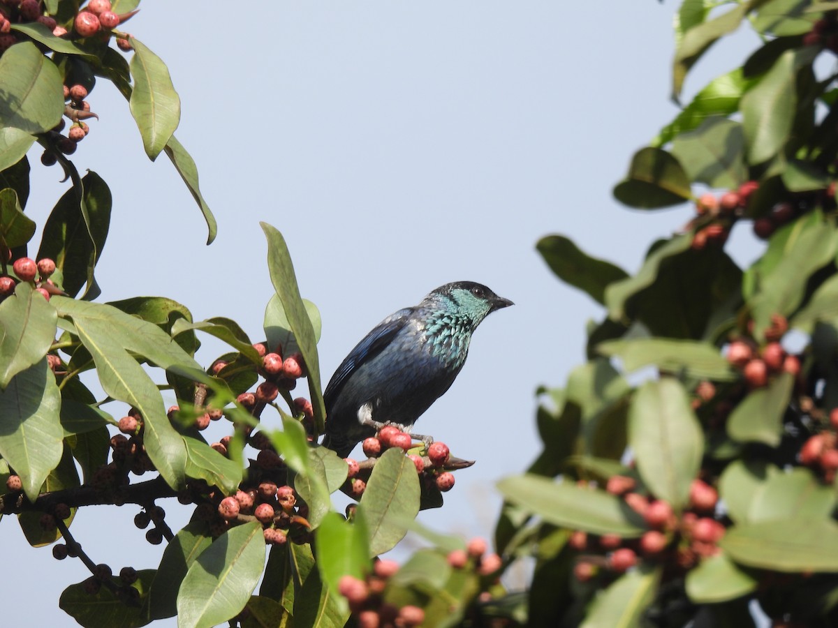 Black-capped Tanager - ML645459362