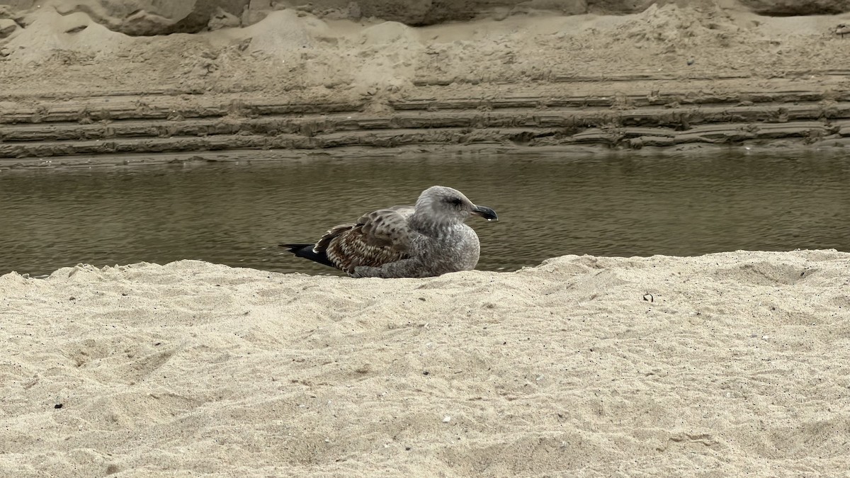 Western Gull - ML645459367