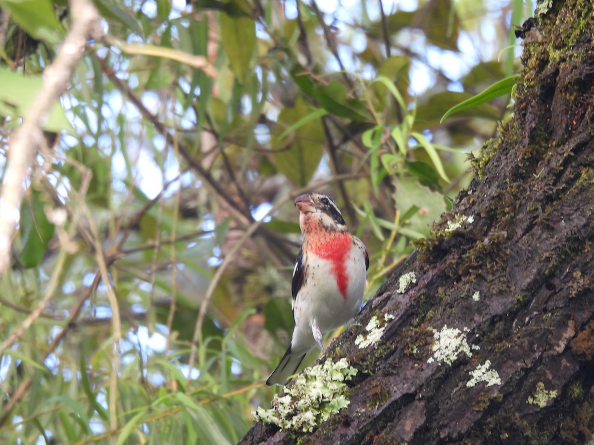 dlaskovec růžovoprsý - ML645459371