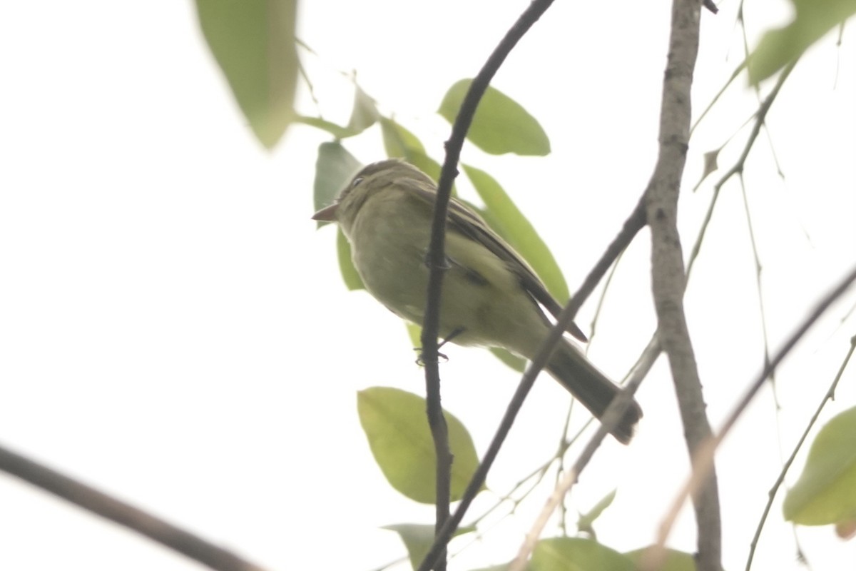 Mosquero Verdoso - ML645459393