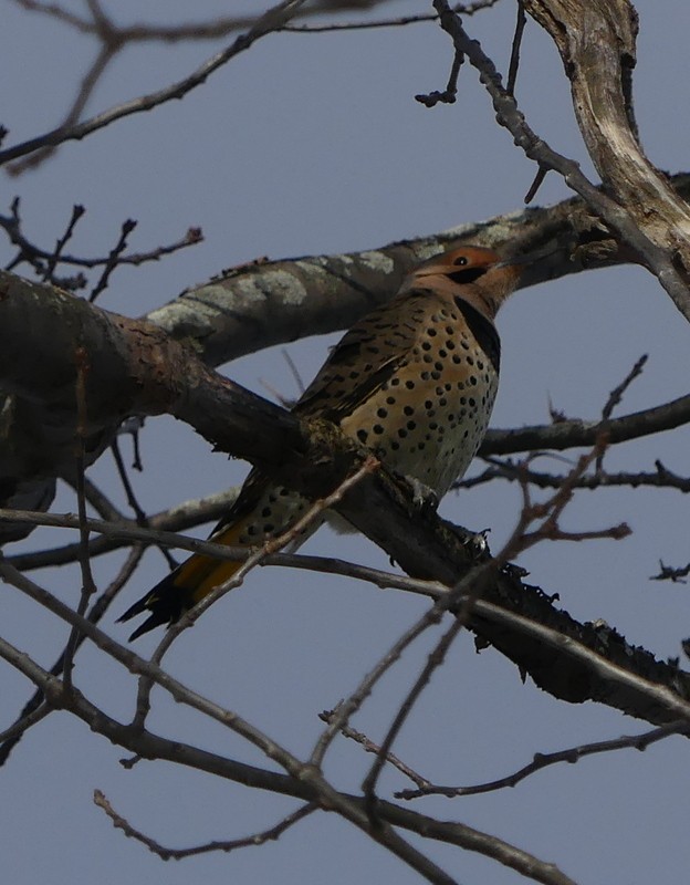 Northern Flicker - ML645459394