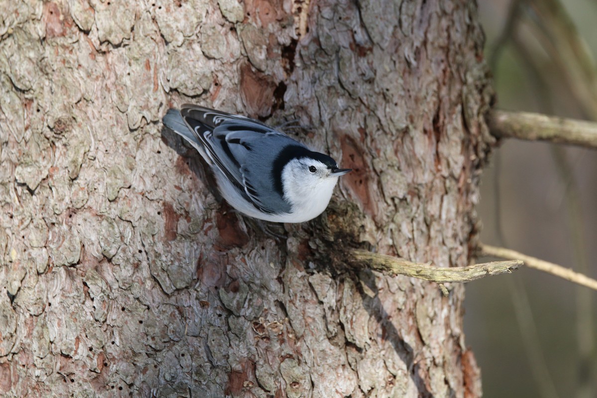 White-breasted Nuthatch - ML645459396