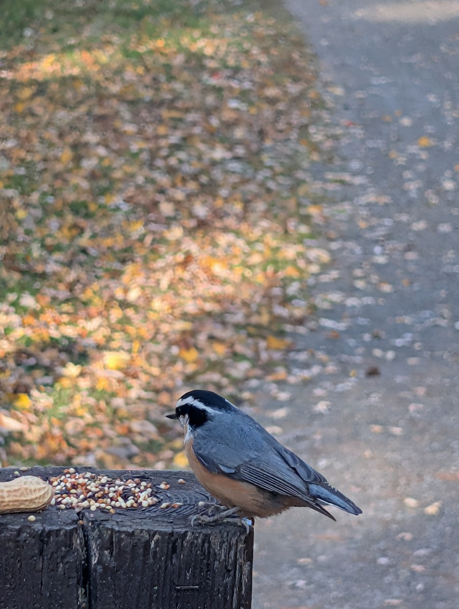Red-breasted Nuthatch - ML645459400