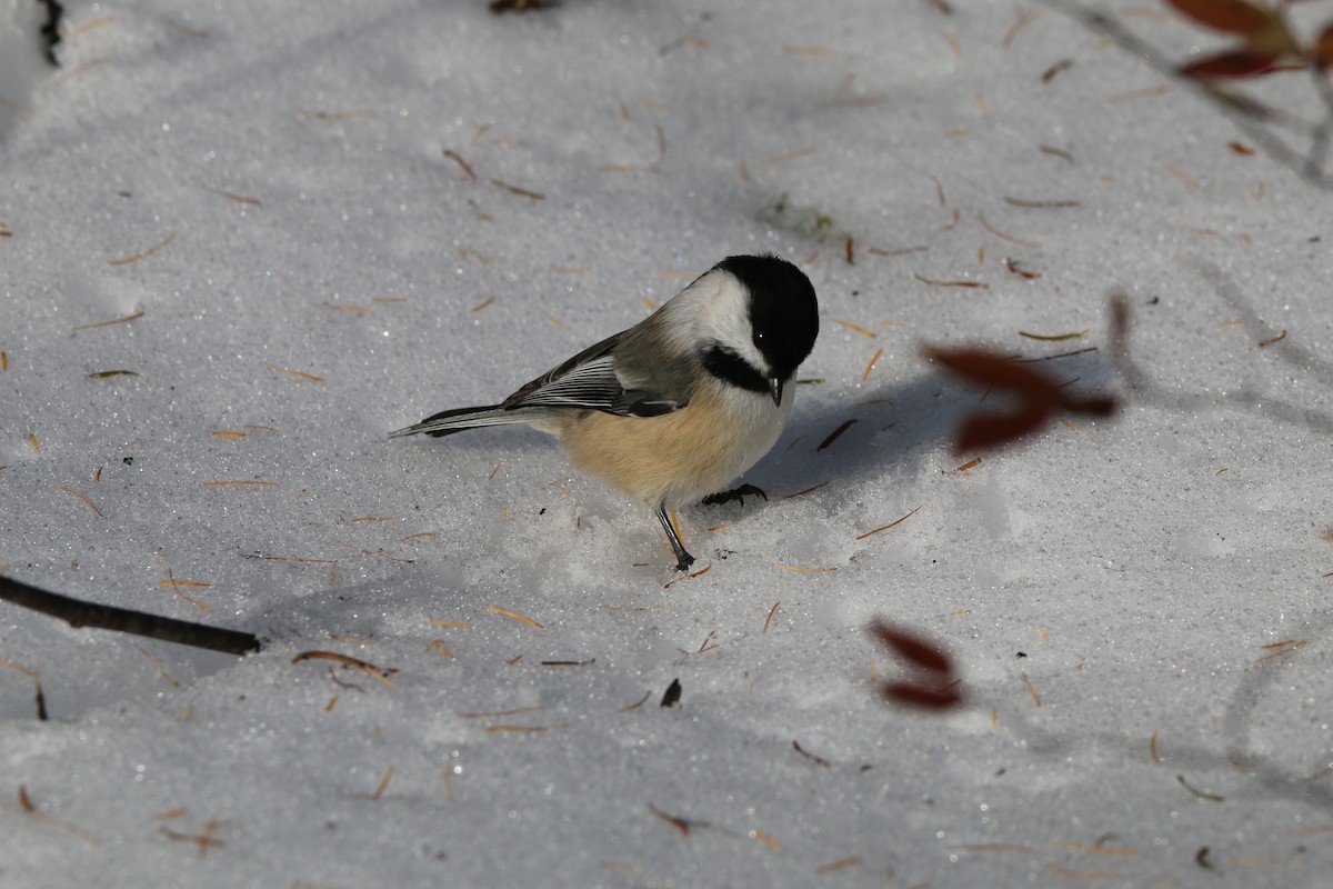 Black-capped Chickadee - ML645459401
