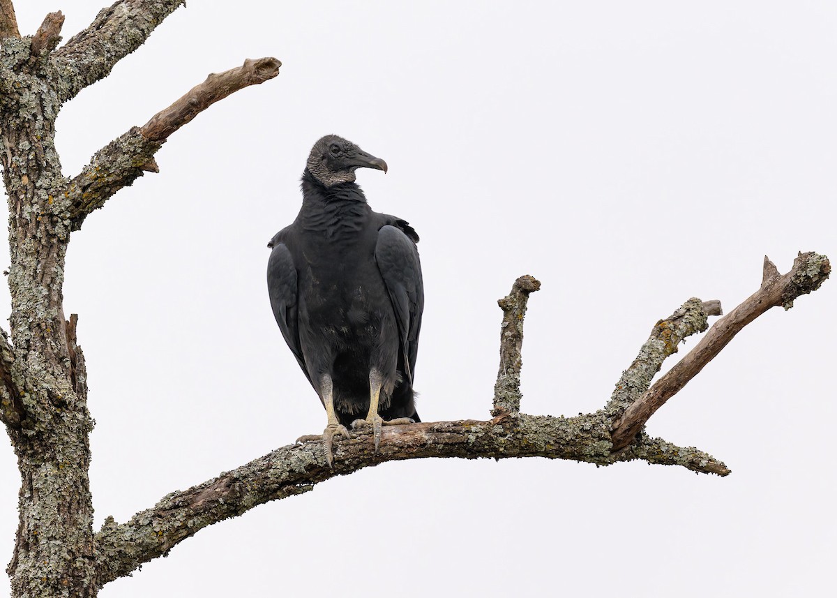 Black Vulture - ML645459402