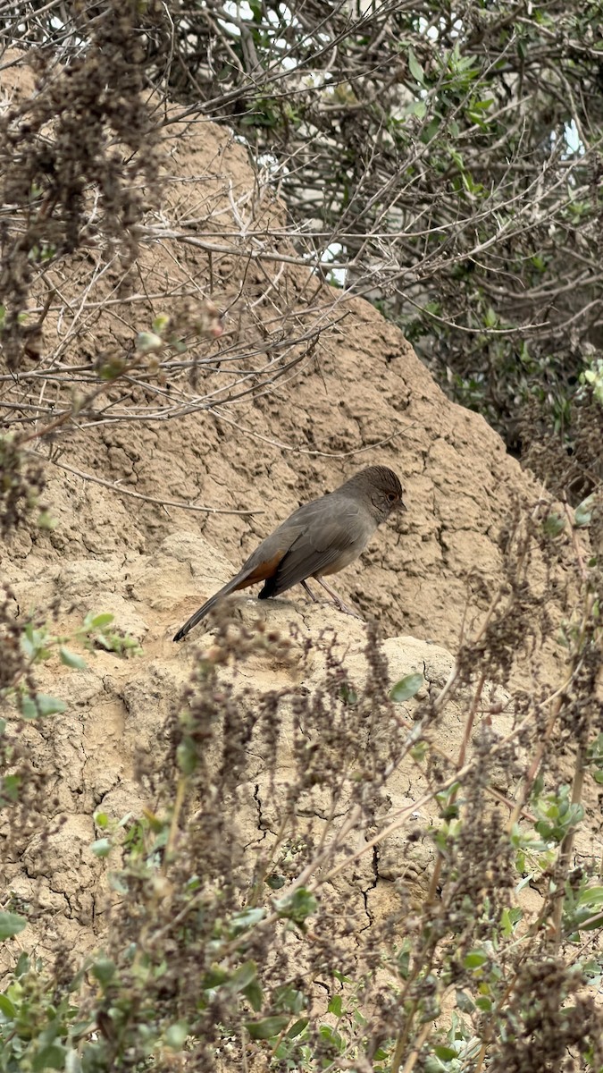 California Towhee - ML645459404