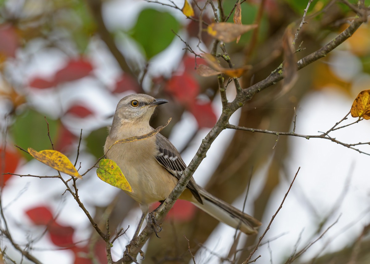 Northern Mockingbird - ML645459418