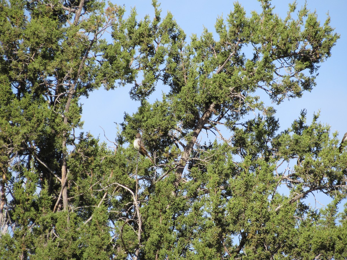 Ash-throated Flycatcher - ML645459445