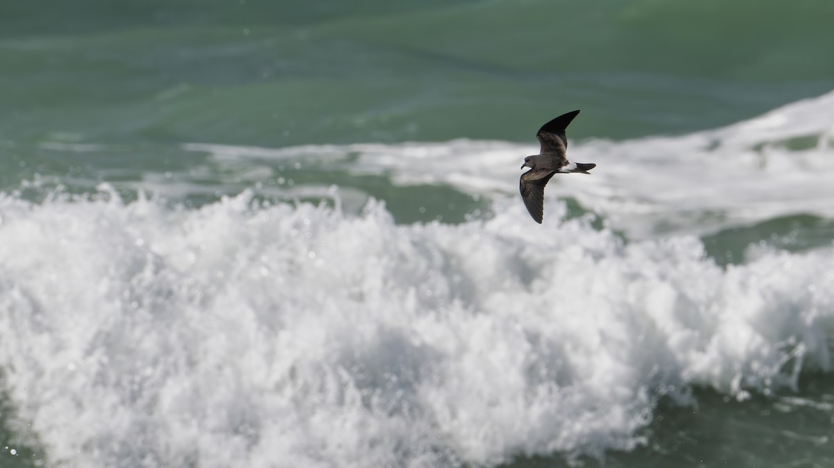 Leach's Storm-Petrel - ML645459451
