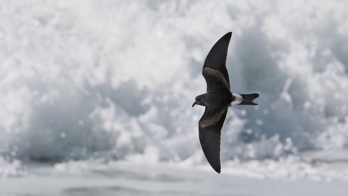 Leach's Storm-Petrel - ML645459452