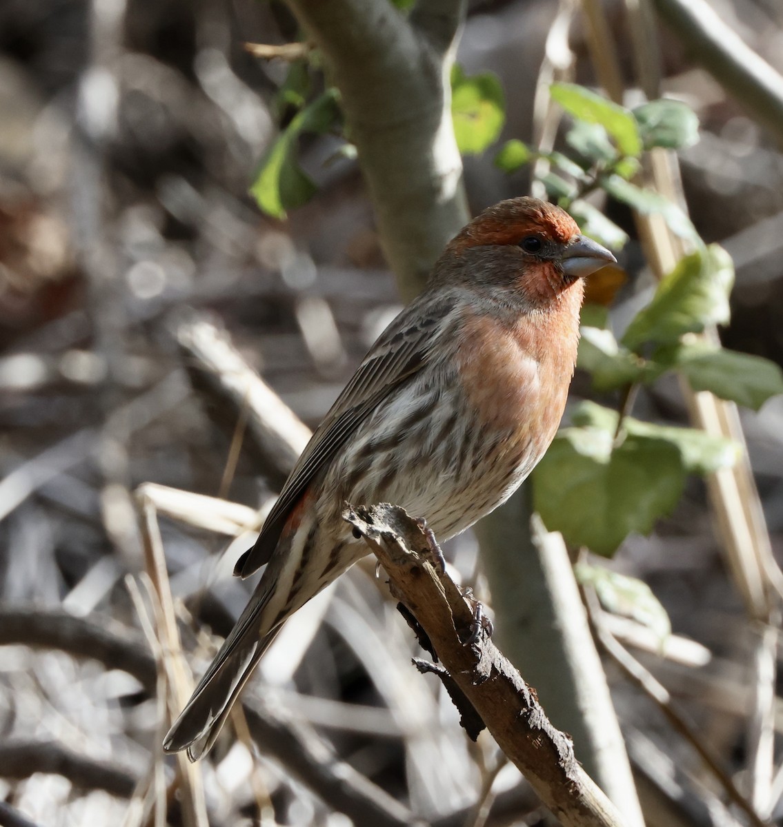 House Finch - ML645459455