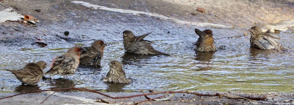 House Finch - ML645459456