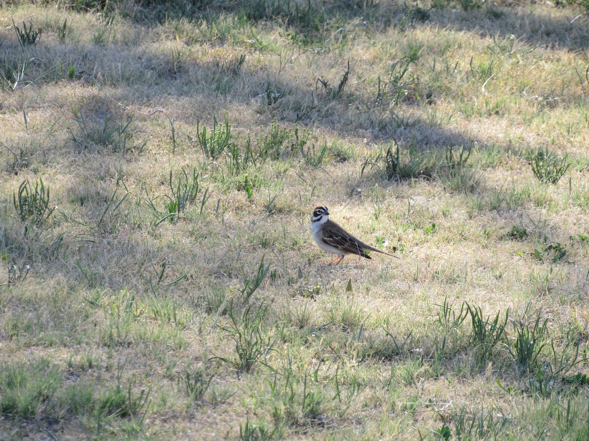Lark Sparrow - ML645459458