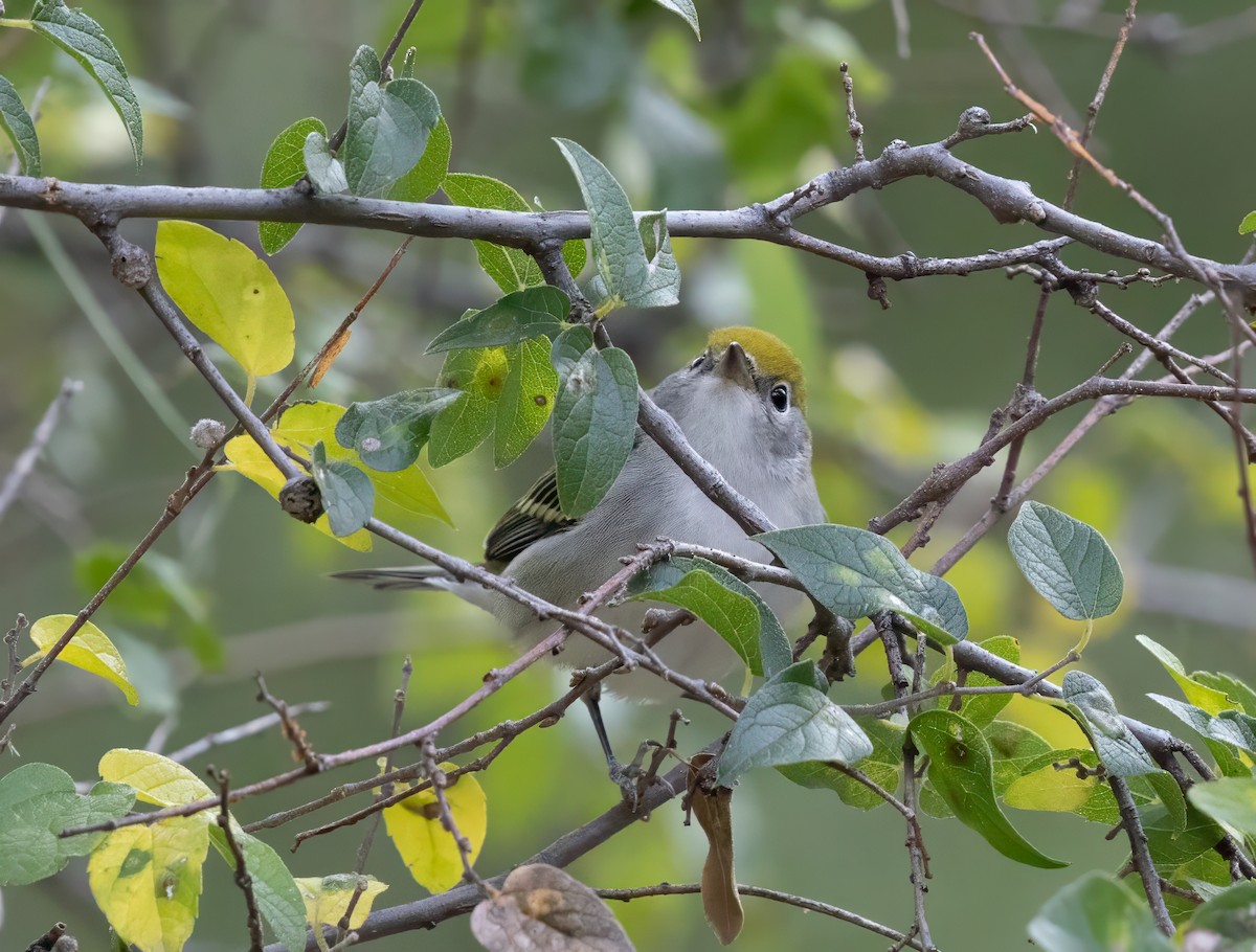 Chestnut-sided Warbler - ML645459477