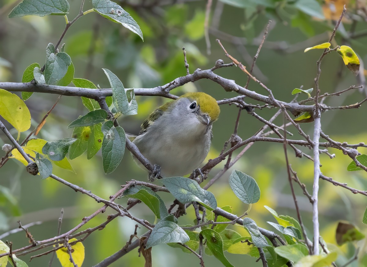 Chestnut-sided Warbler - ML645459478