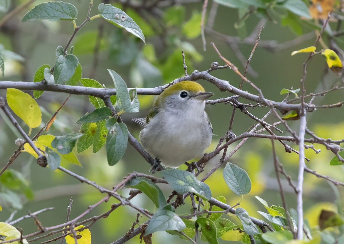 Chestnut-sided Warbler - ML645459479