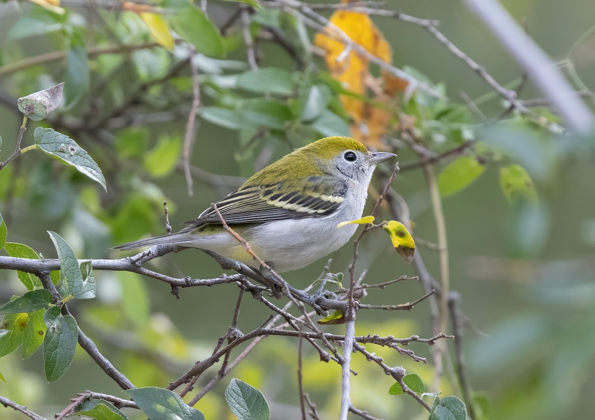 Chestnut-sided Warbler - ML645459480